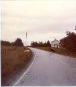 Rensdyr p vejen mellem Lakselv og Nordkap